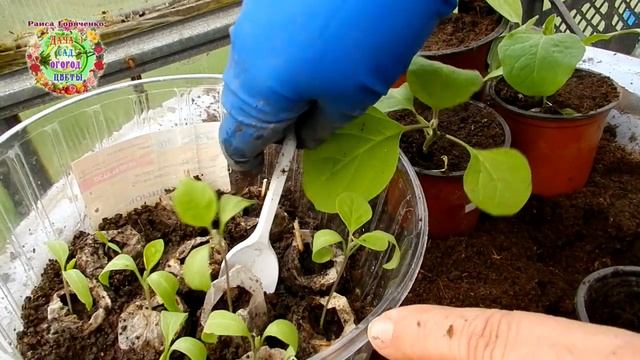 Рассада баклажанов. Пересадка баклажанов из таблеток и перевалка из горшочков смотреть онлайн