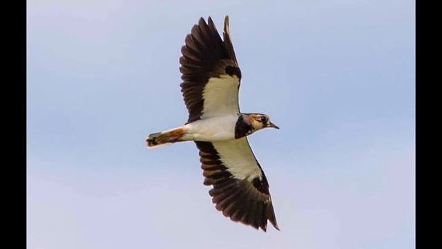 Птица чибис ? смотреть онлайн