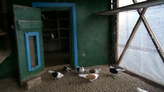 чорнобокі голуби (самки) смотреть онлайн