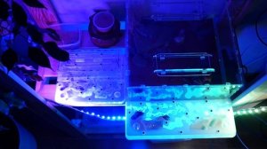 КАК ПОЖИВАЮТ МОИ МУРАВЬИ? МУРАВЬИНЫЕ НОВОСТИ: ЧТО С ФЕЙДОЛЯМИ, КАК РАСТУТ ИРИДОМИРМЕКСЫ И ПАРИУСЫ?