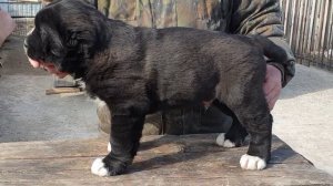 Алабай,  среднеазиатская овчарка . Питомник Аз марал продажа черного щенка алабая 89278137957 ватса