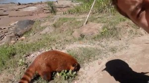 Rainforest - Animal Adaptations - Coati