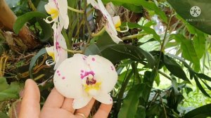 floração da orquidia cattleya crispa.