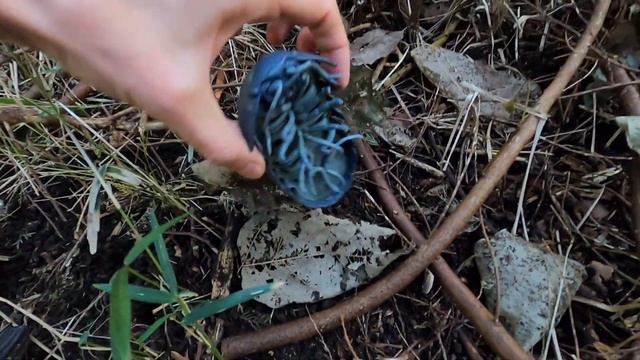 Нашёл огромную Мокрицу в японском лесу. смотреть онлайн