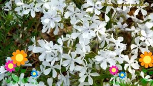 Флокс растопыренный Майский Бриз. Краткий обзор, описание характеристик phlox divaricata May Breeze