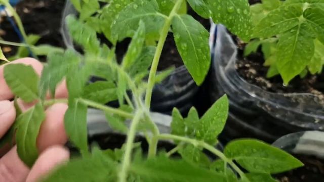 Помидоры, Огурцы, Перец - Срочно Дайте Эту Подкормку и Большой Урожай Вас Порадует! Проверено смотреть онлайн