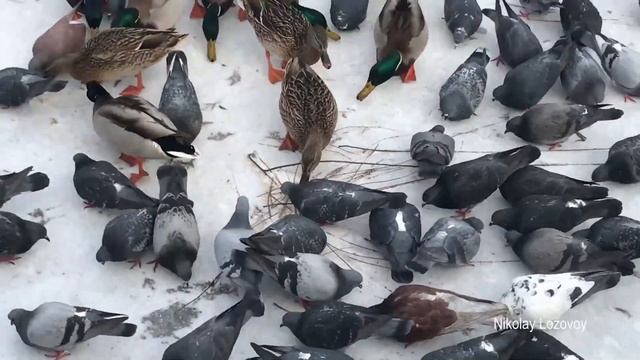 Как быть продуктивным ПВХ листовой смотреть онлайн