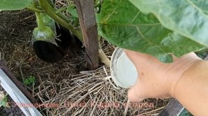 ПРИ УВЯДАНИИ ЛИСТЬЕВ БАКЛАЖАНОВ СРОЧНО! ПОЛЕЙ ЭТИМ СРЕДСТВОМ ПОД КОРЕНЬ И ОПРЫСКАЙ ЛИТЬЯ БАКЛАЖАН