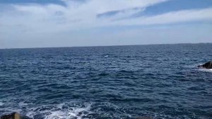 Дельфин недалеко от берега 4 окт.2020г.mp4