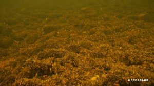 погружение на рыбинском водохранилище