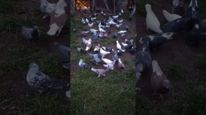 Голуби Германии у Андрея. Германия, земля Brandenburg. Часть первая.