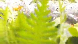 Желтый тысячелистник после обрезки соцветий,  30 августа