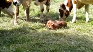 Роды у животных/Births animals