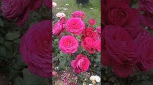 Роза ВОЛЬФГАНГ фон ГЕТЕ
