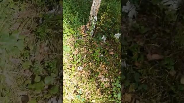 Повезло, много опят! смотреть онлайн