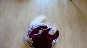 кот под юбкой