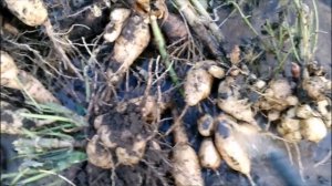 КОГДА ВЫКАПЫВАТЬ ГЕОРГИНЫ И КАК СОХРАНИТЬ ЗИМОЙ