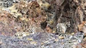 341 Мильва - Мамалюк