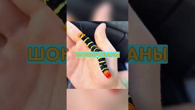 Не Трогай ЭТУ ШТУКУ Руками 🐛😱 (что будет)