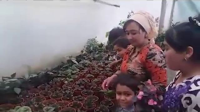 Yangi navdagi gullarni yetishtirish gul biznes #uydaqoling #uydabuling #vahimasizkarantin смотреть онлайн