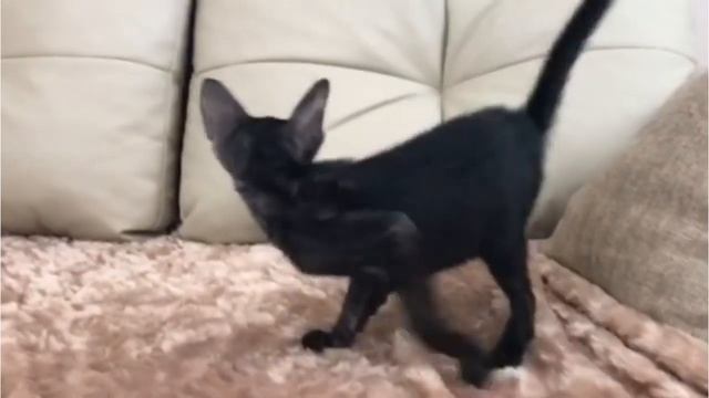 Available Oriental Kittens - Ориентальные котята