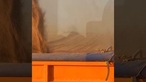 уборка урожая 2022