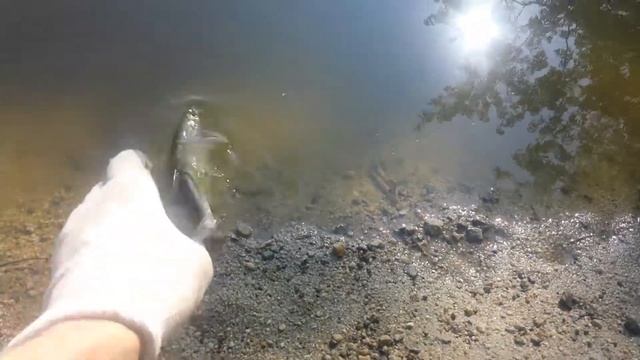 река Кневичанка. Востробрюшка смотреть онлайн