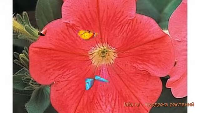 Петуния ампельная Опера Корал (opera koral) ? обзор: как сажать, семена петунии Опера Корал смотреть онлайн