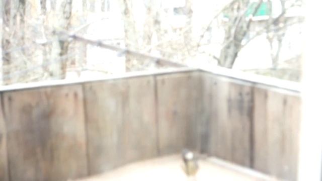 Синичка и семечки смотреть онлайн