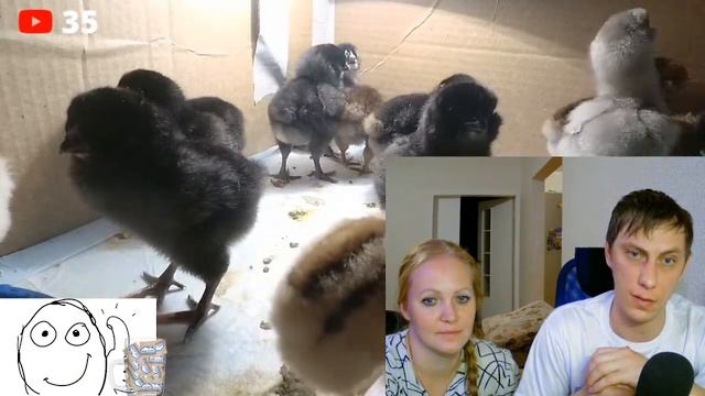 Птицеводство НА ДАЧЕ СТРИМ смотреть онлайн