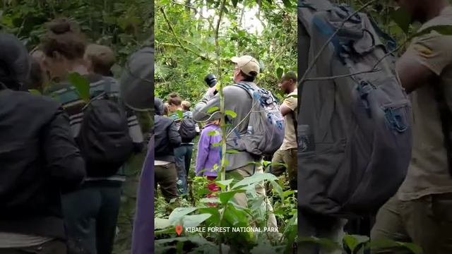 Chimpanzee trekking, Nature Walk at Kibale National Park Uganda 🇺🇬. MwAfrika Safari Channel