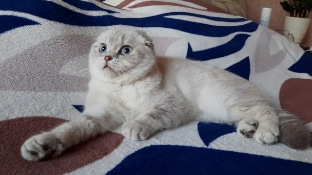 Золотая шиншилла поинт