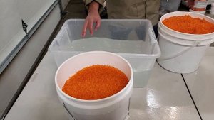 ИКРА КЕТЫ. ЗАСОЛКА