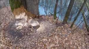 Охота на бобра.