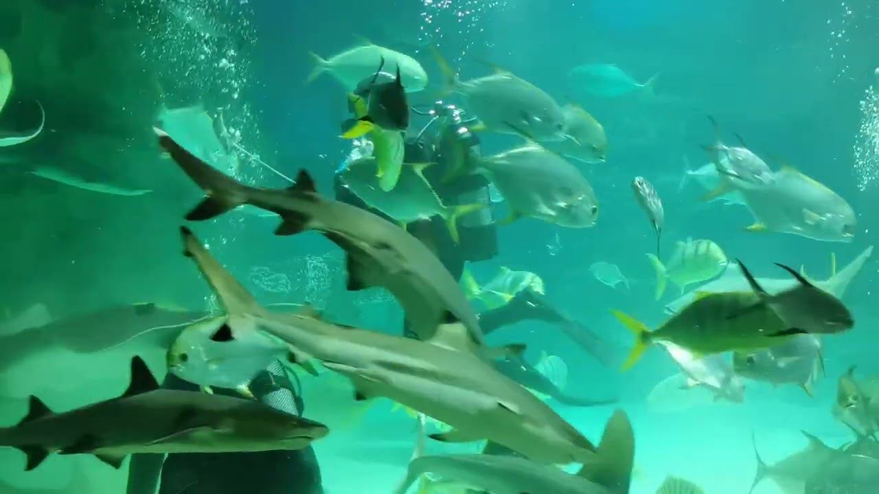 Москва.ВДНХ. Москвариум ч.2. смотреть онлайн