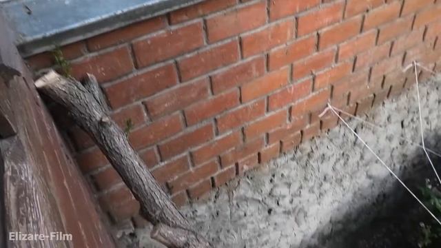 Спасибо хозяину за путь домой. Кошка, гуляющая сама по себе смотреть онлайн