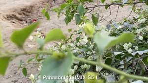 Panasonic LUMIX S5 II VS Canon R6 II Camera Test Comparison