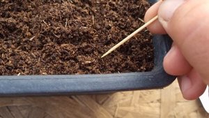 Все тонкости подготовки грунта,посева цинерарии и кальциолярии к 8 марта.