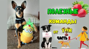 Топ 10 полезных команд для собак. Часть 2.