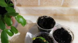 Посадка шлюмберга (декабриста), уход в домашних условиях.