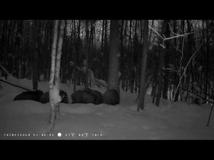 Аскинское районное отделение РБ. Отчёт по работе подкормочной площадки.