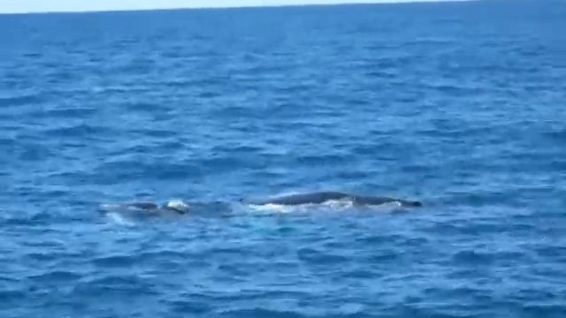 Доминикана. Samana. Горбатые киты. Humpbuck Whales смотреть онлайн