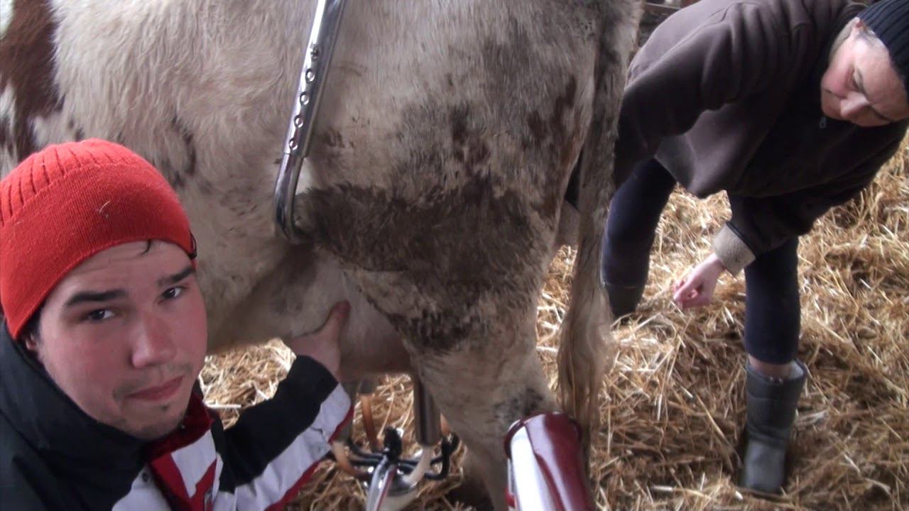 Дойка первых молочных коров в КФХ Герефорд