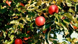 как проверить жёсткость почвы, или как добиться высокого роста растений