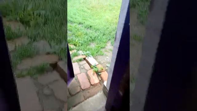 Шок!!!!У моей собаки рана.Промывание раны.Пёс Колобок.Sofi-я смотреть онлайн