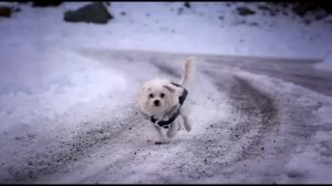 Хозяин выкинул собаку. Щенок из последних сил бежал за машиной...