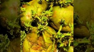 Как растет картофель на солнечном свете , что происходит с клубнями