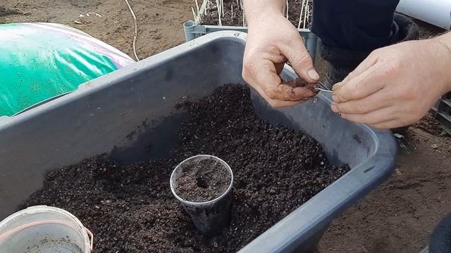 Размножаем малину маточным корнем .Высаживаем в стаканы. смотреть онлайн