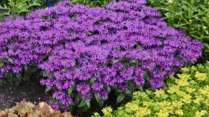 Пчелиный бальзам / Дикий Бергамот. МОНАРДА в дизайне сада и огорода. Дачный креатив.