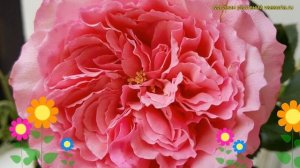 Роза кустовая Майрас Роуз. Краткий обзор, описание характеристик rosa Mayra's Rose